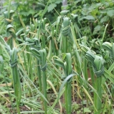 Kada i kako vezati listove zimskog i ljetnog bijelog luka u čvor
